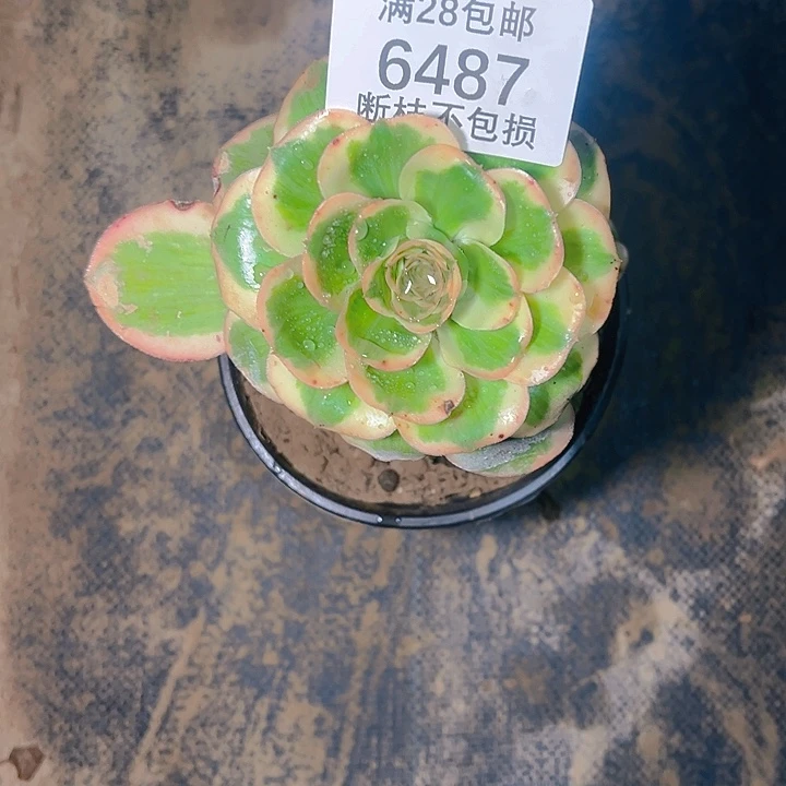 6487燕姿多肉植物