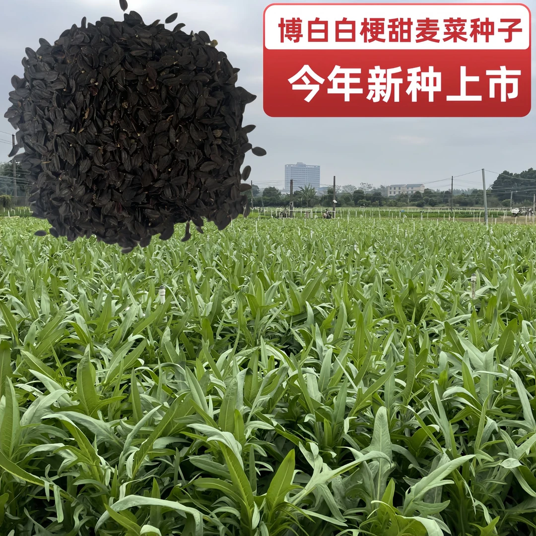 博白甜麦菜种子产地直发可留种白梗脆甜软口