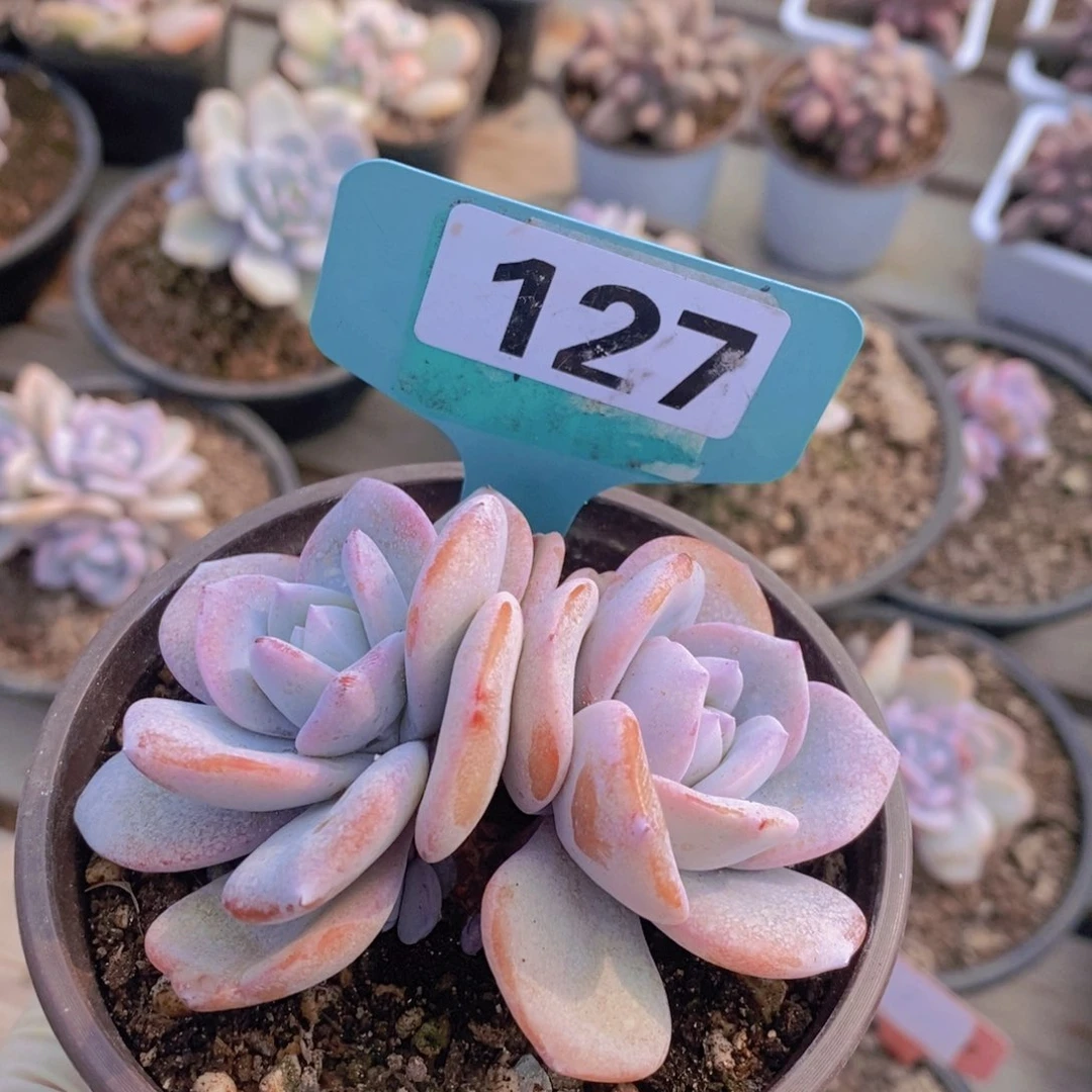 红*手127多肉植物111111