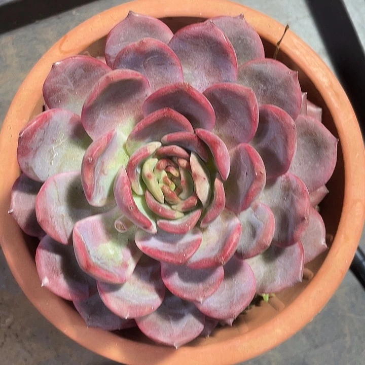 莲花座石化变异锦