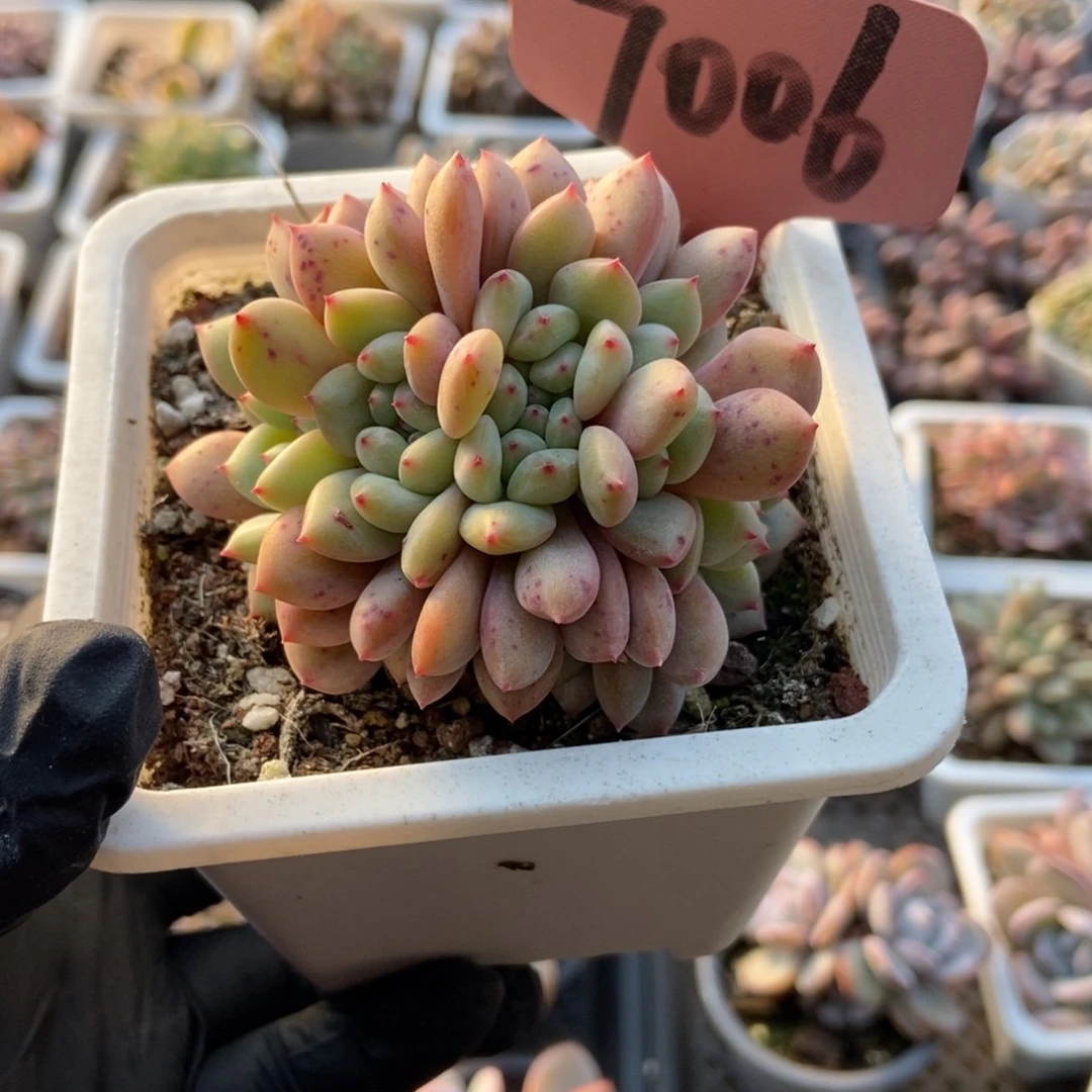 7006爱丽儿多肉植物