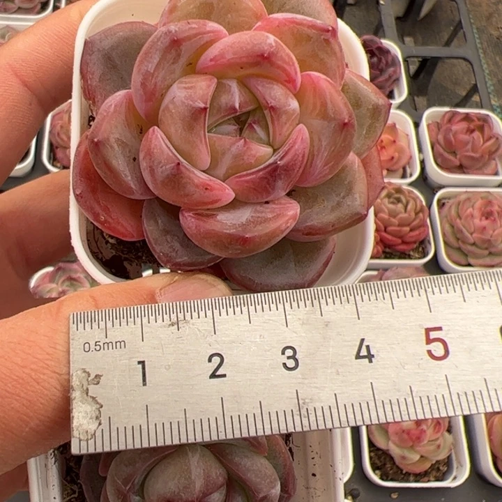 快****格648 多肉植物组合