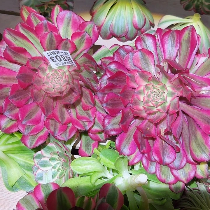 多肉 粉通多肉法师，植物