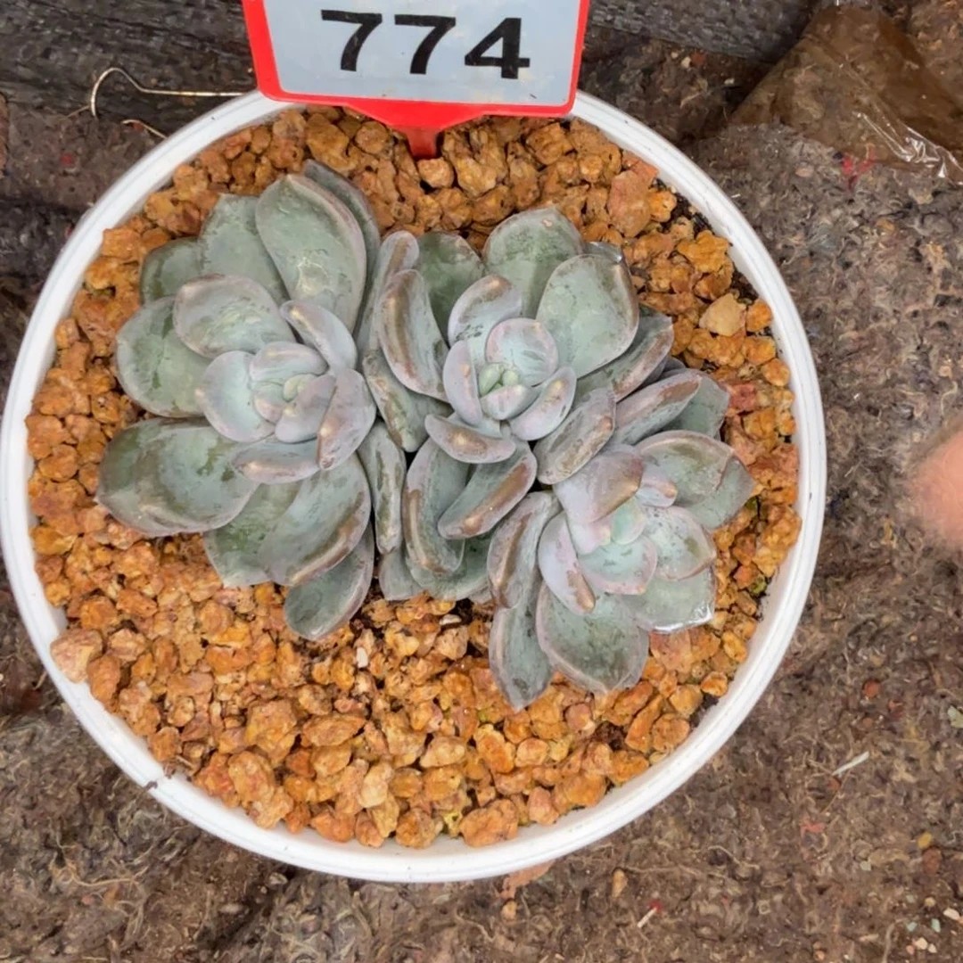 多肉植物芒果冰774