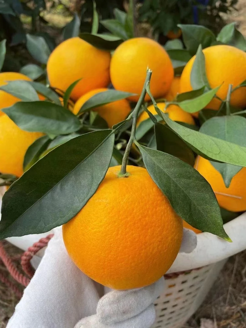正宗江西赣南脐橙新鲜现摘甜橙子产地直发香甜多汁