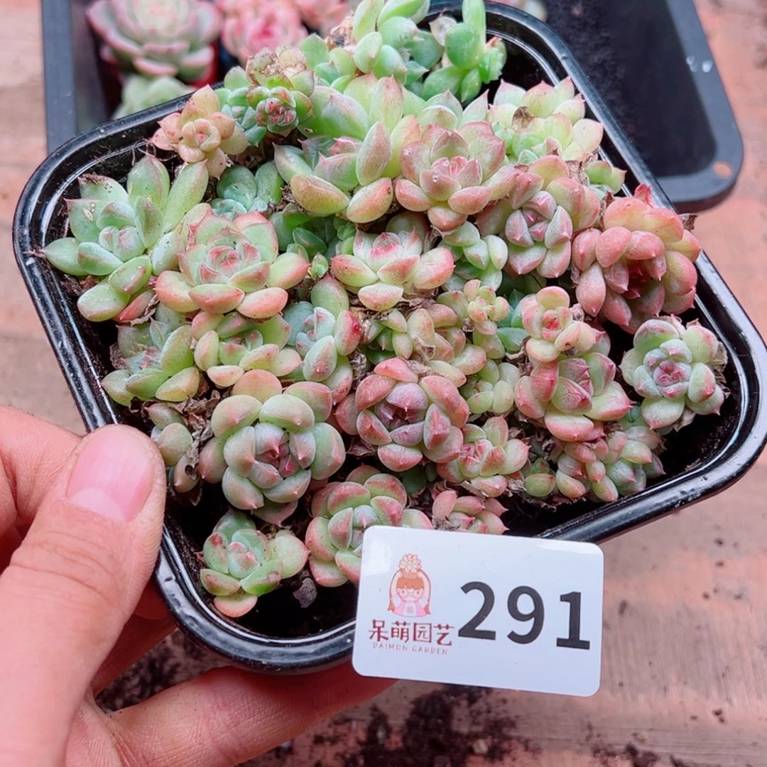 多肉植物多肉植物