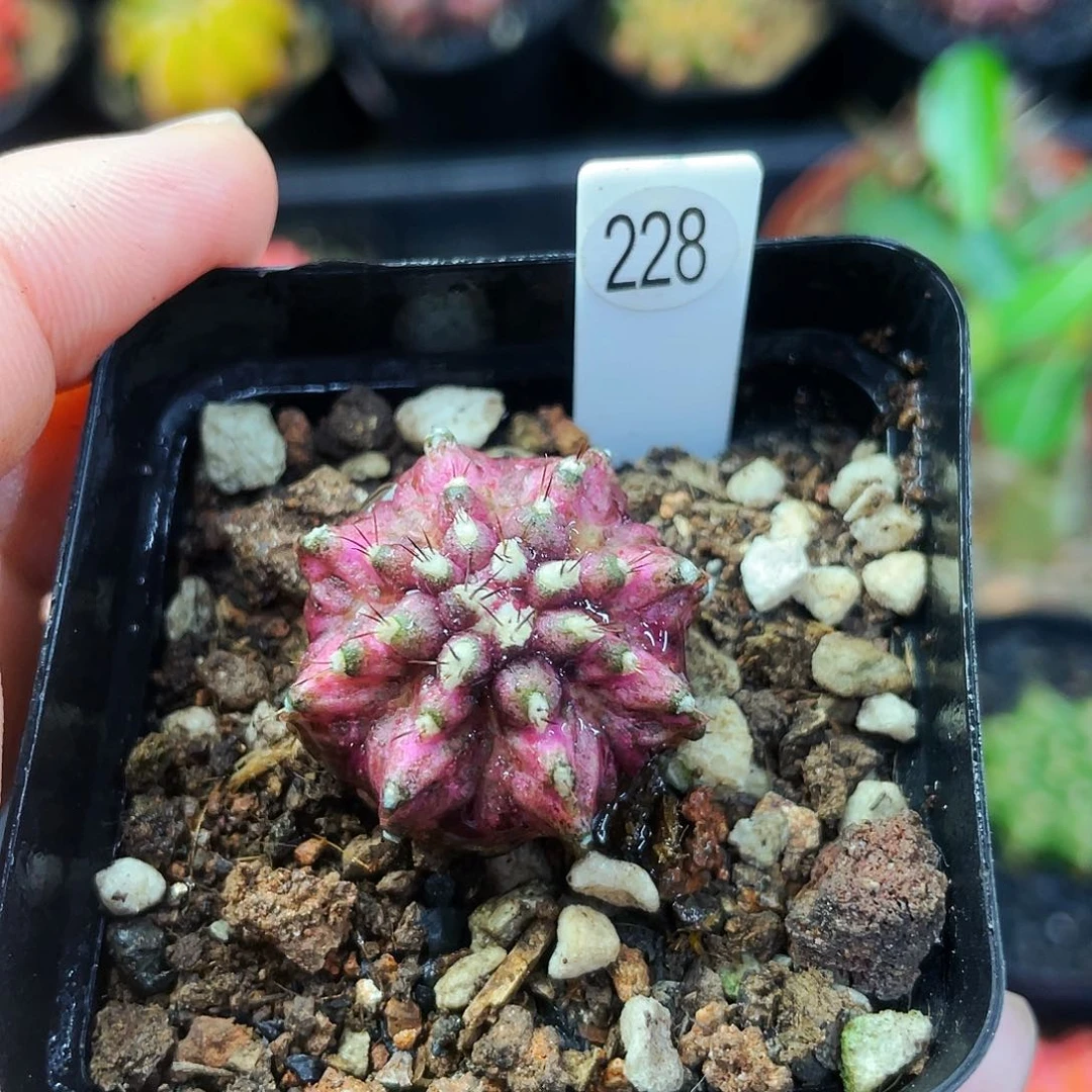 2.8cm 非偏远地区满25包邮仙人球