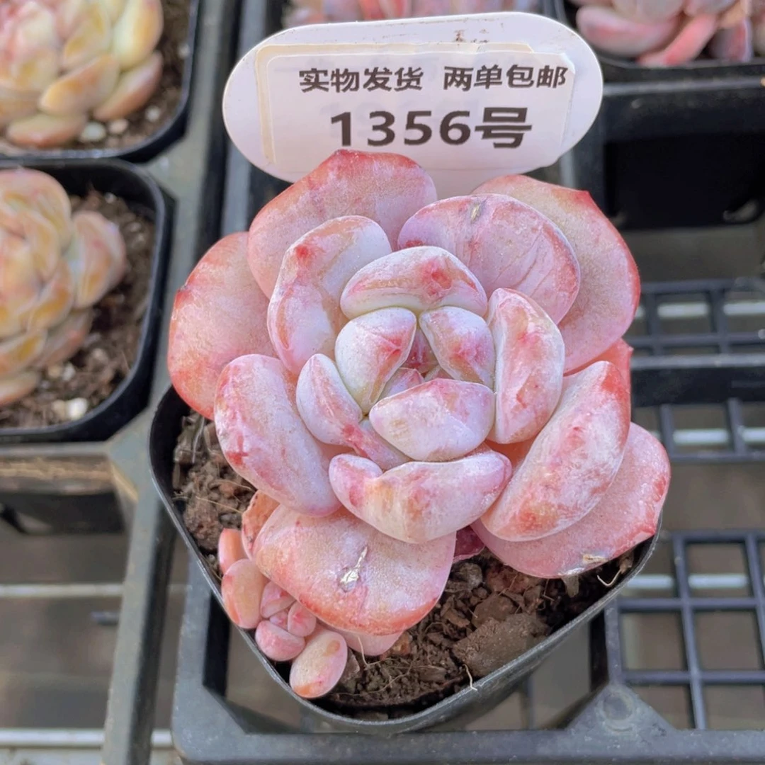 1356号石榴籽星影石化