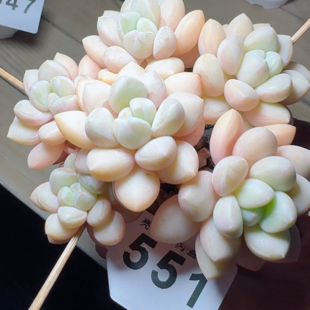 泡泡糖      愿你一路坦途，乘风破浪展宏图