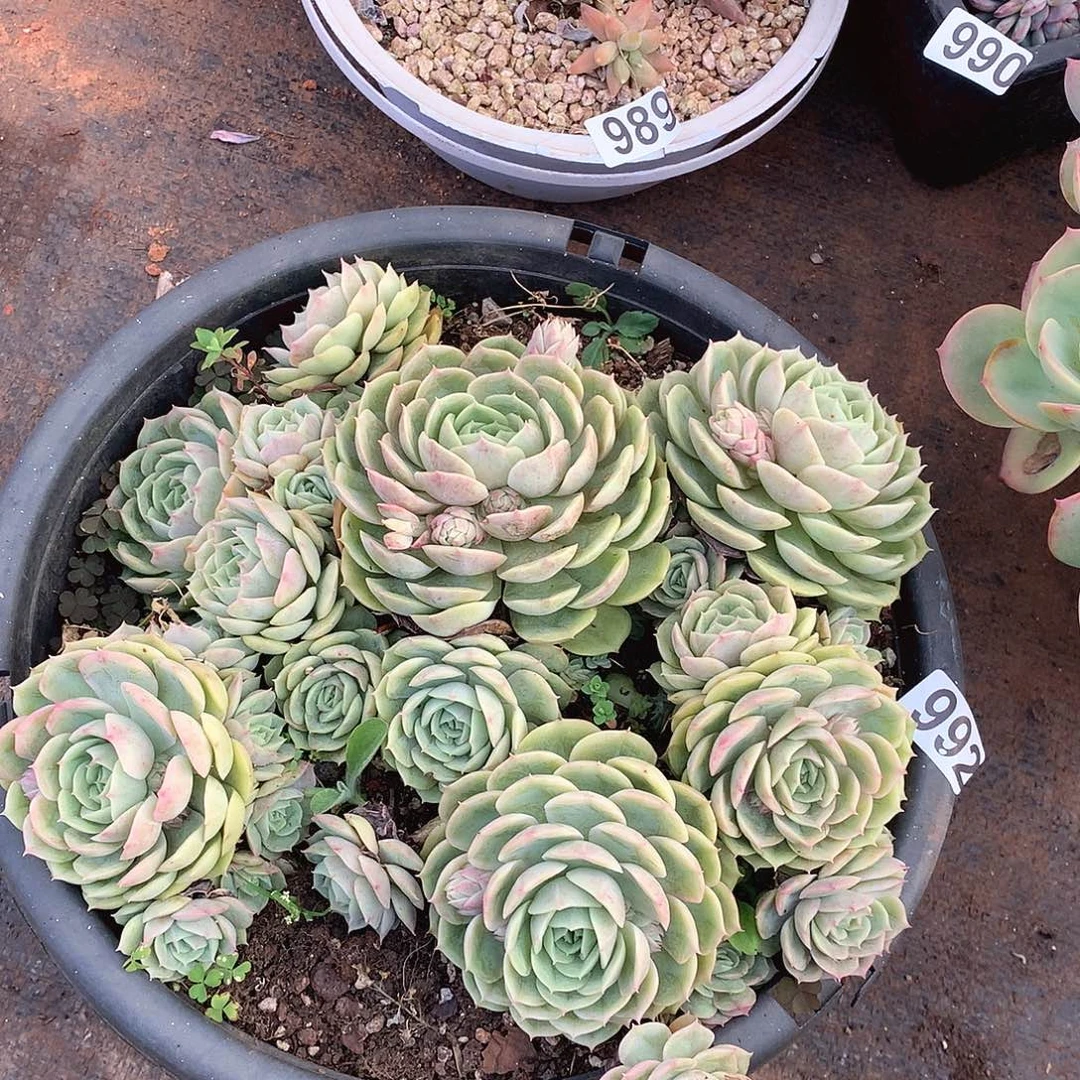 992昂斯诺一物一拍多肉