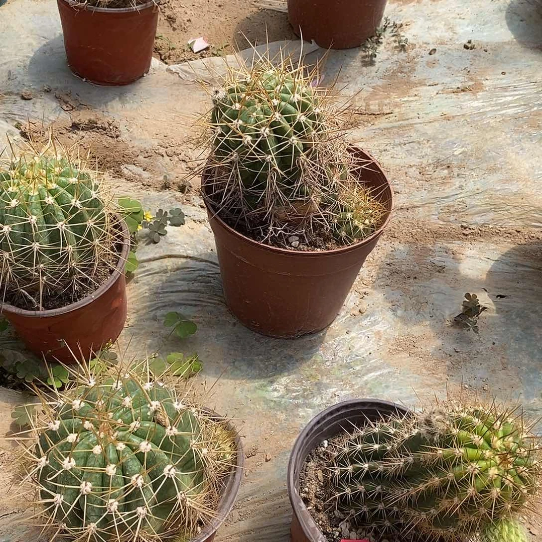 柱毛盲拍脱土发货