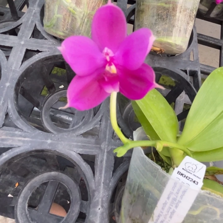 完全开放2.5寸杯BKH2243超浓郁奶油甜香