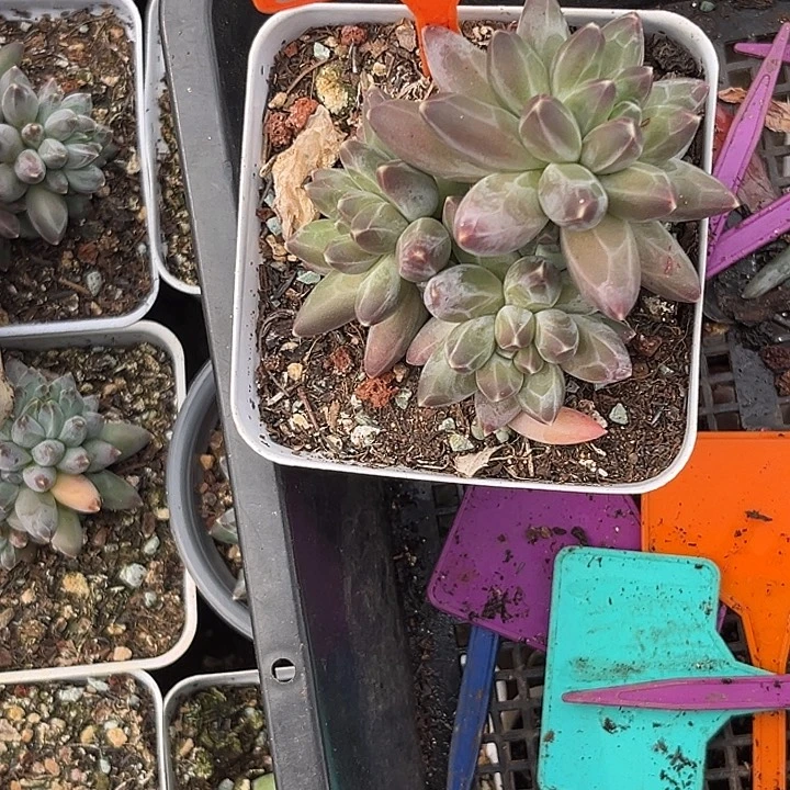 多肉植物伊克鲁斯505