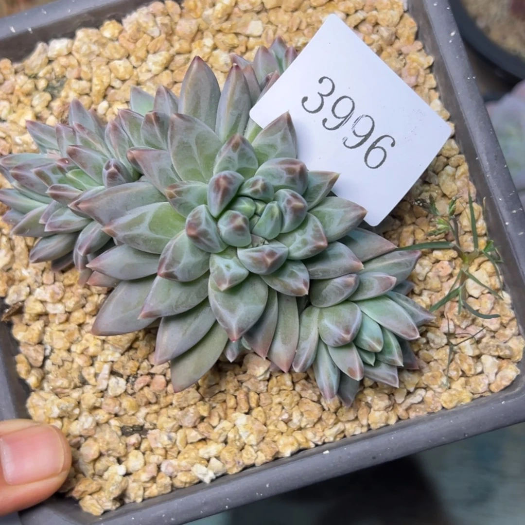 快***鱼3986多肉多多地方多