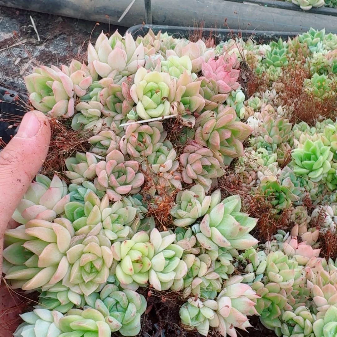 麦秆切糕绿色的一份量拍2-19