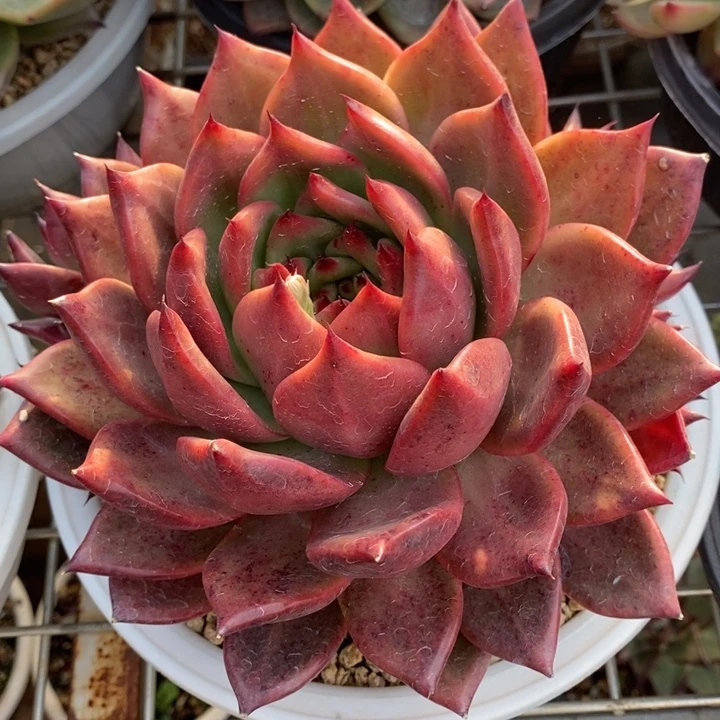 D376- 直播福利 红钻