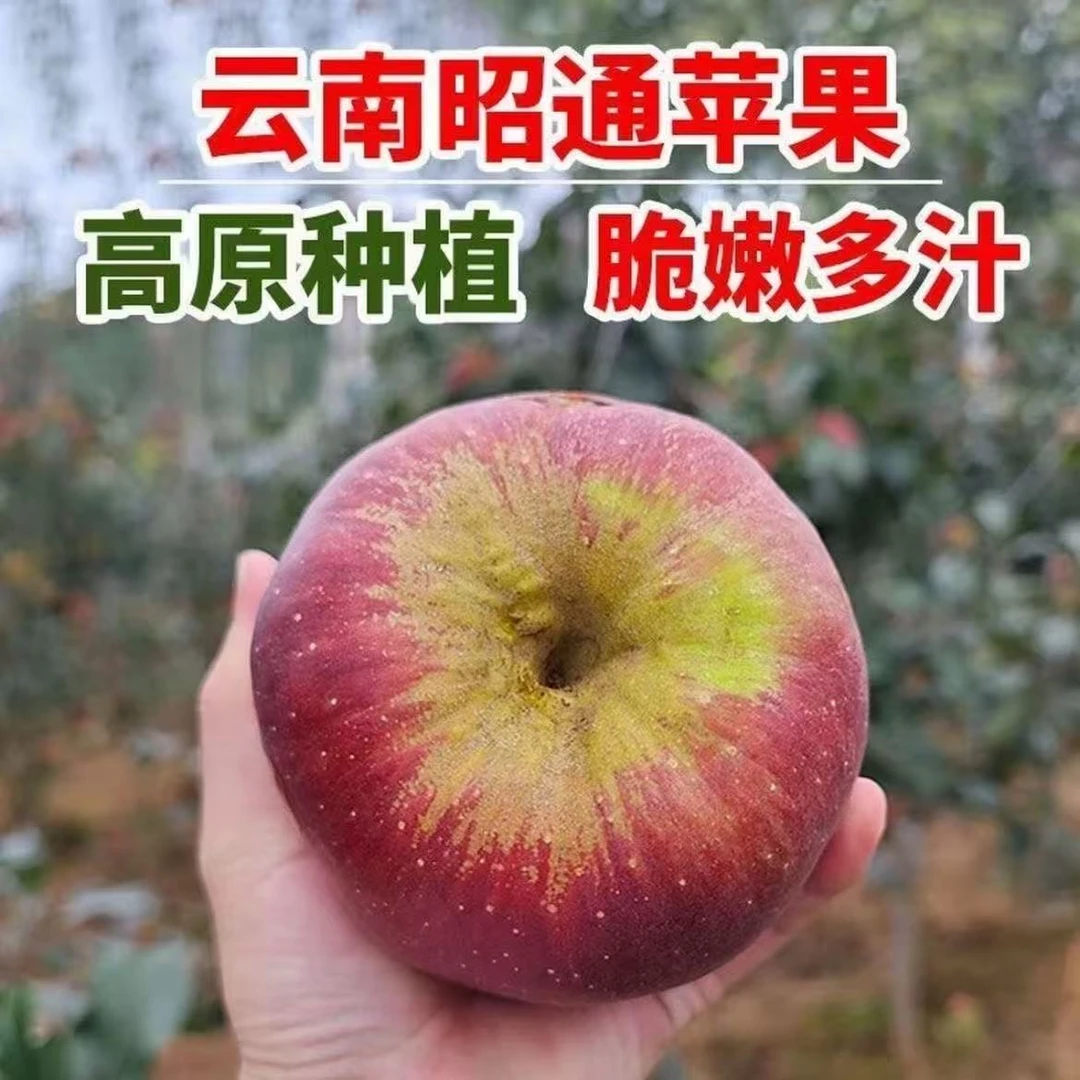 【新鲜采摘】云南昭通高山农家丑苹果脆甜多汁5斤8斤装发货品质