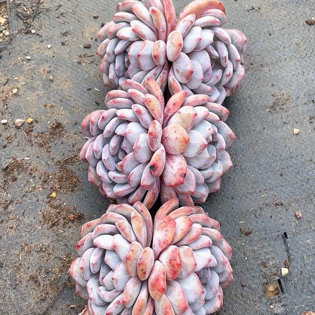 琉*多肉植物多肉植物