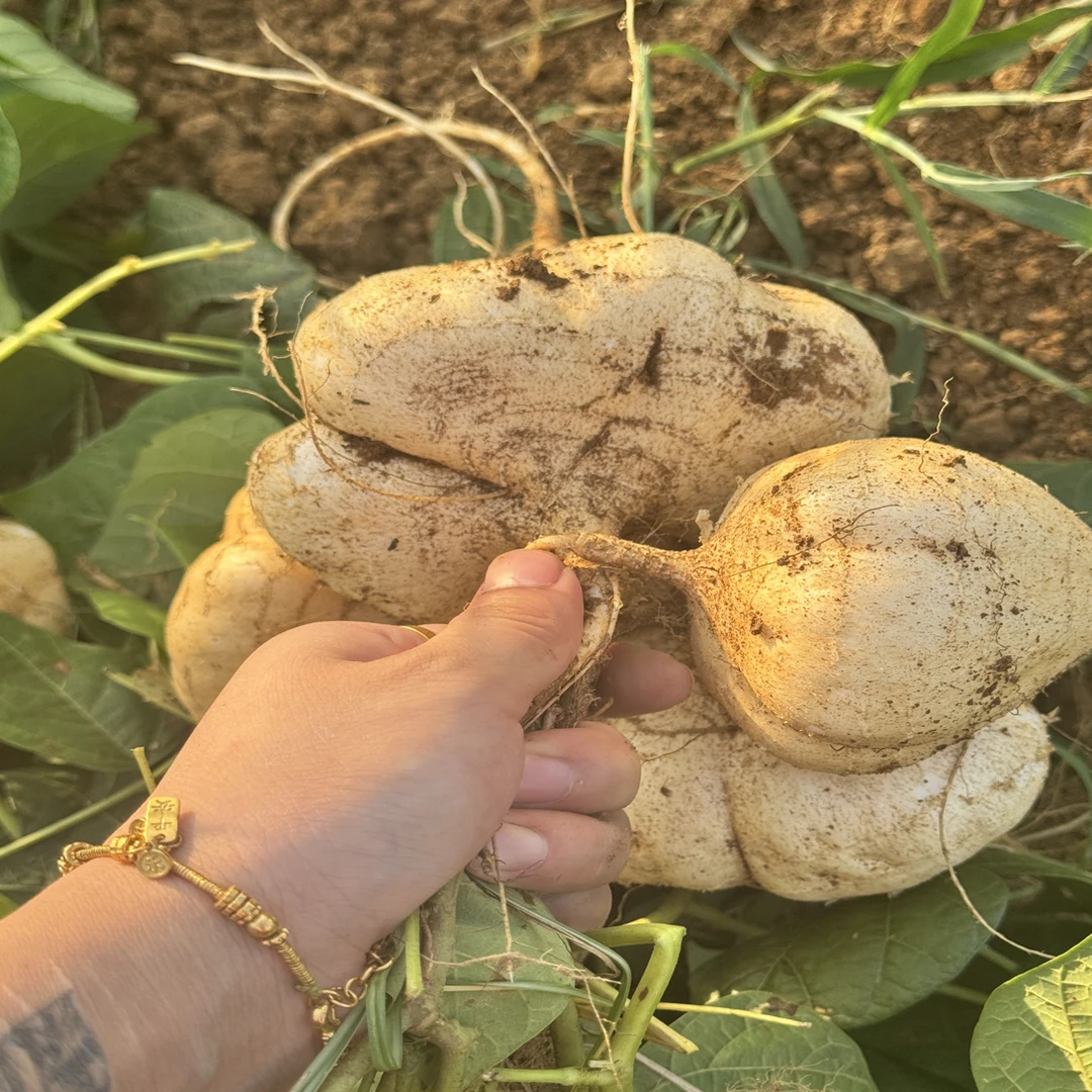 贵州新鲜地萝卜正宗当季凉薯地瓜土瓜豆薯沙葛地下白薯地瓜凉薯