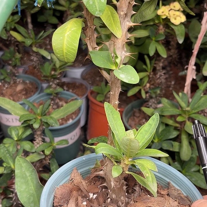 虎刺梅带根-不确定8号