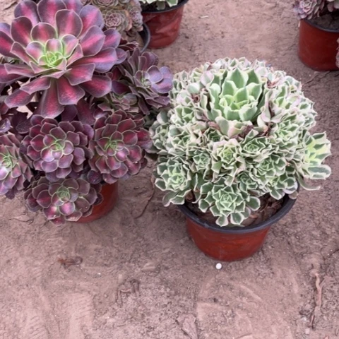 983多肉植物组合，