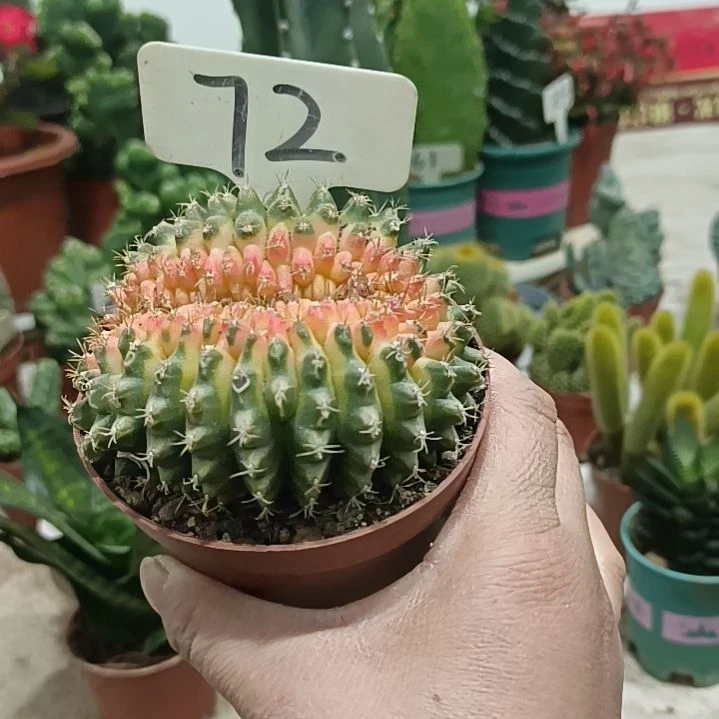 翠皇冠缀化    16元