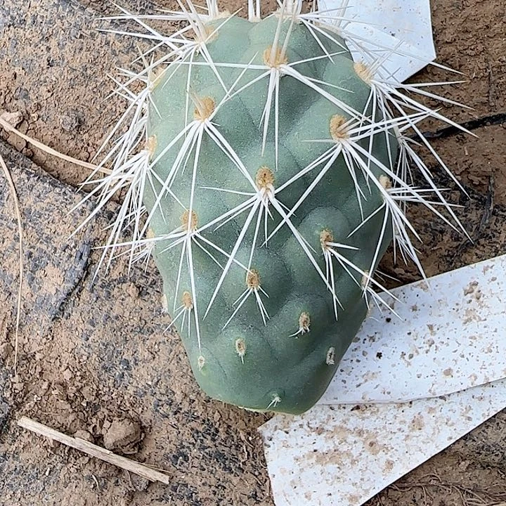 超级巨型原地强刺突绒习志野侧芽
