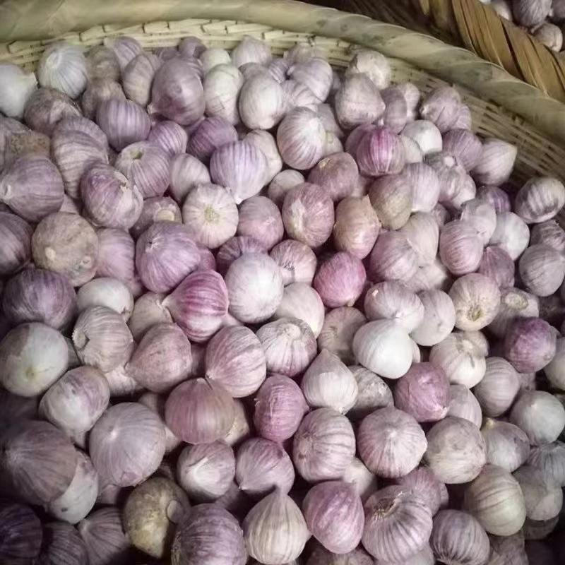 云南农家独头蒜干蒜