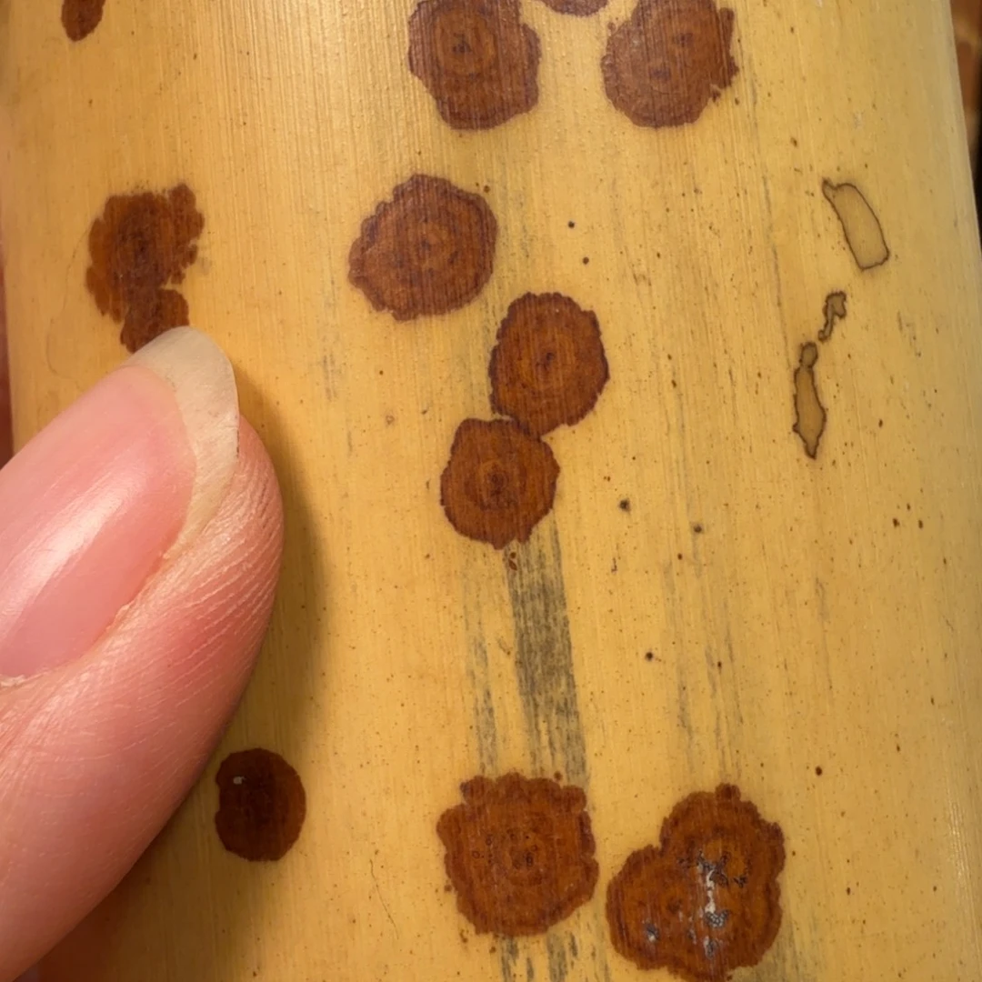 扇子老云妃茶则一个