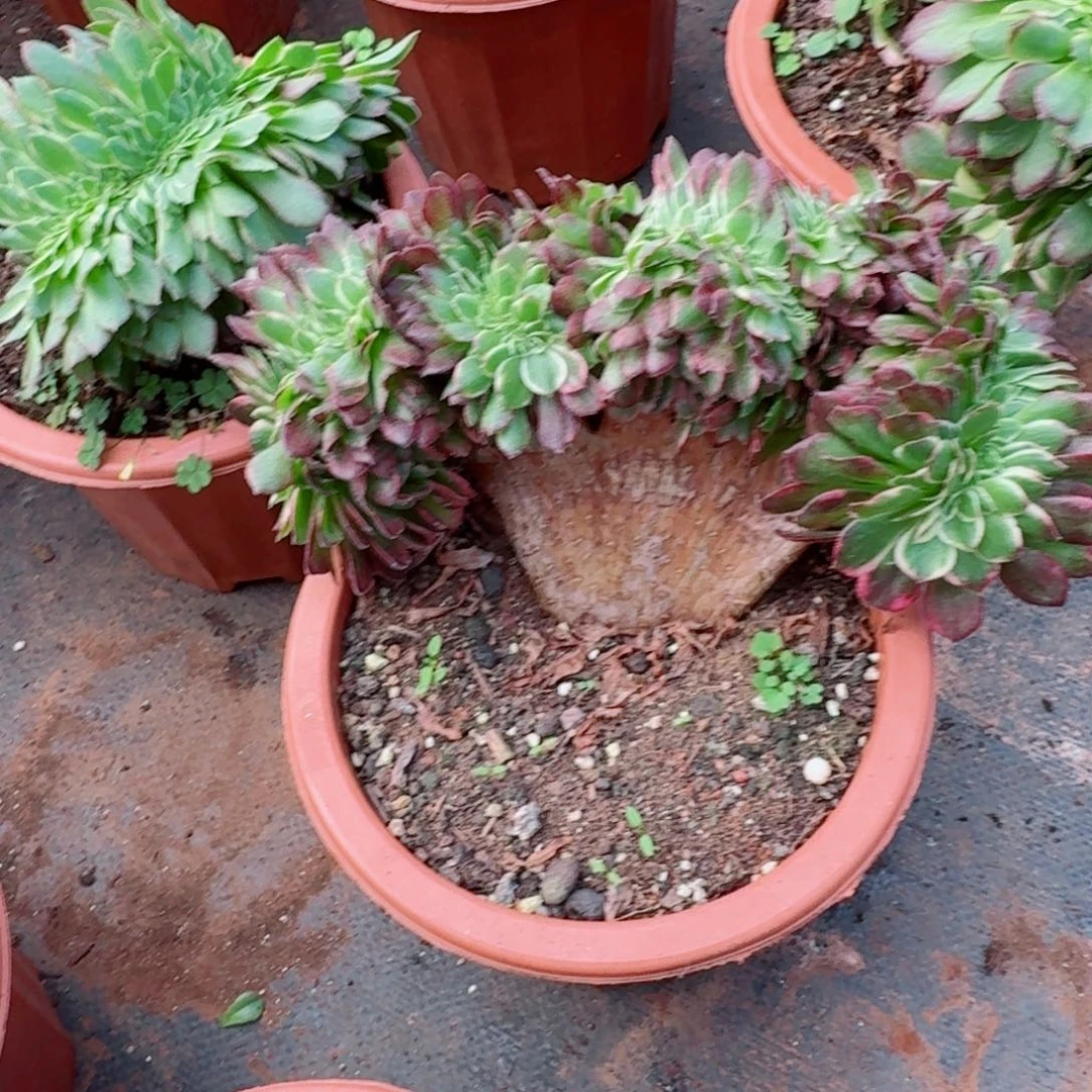 200海王缀化多肉植物满28包邮