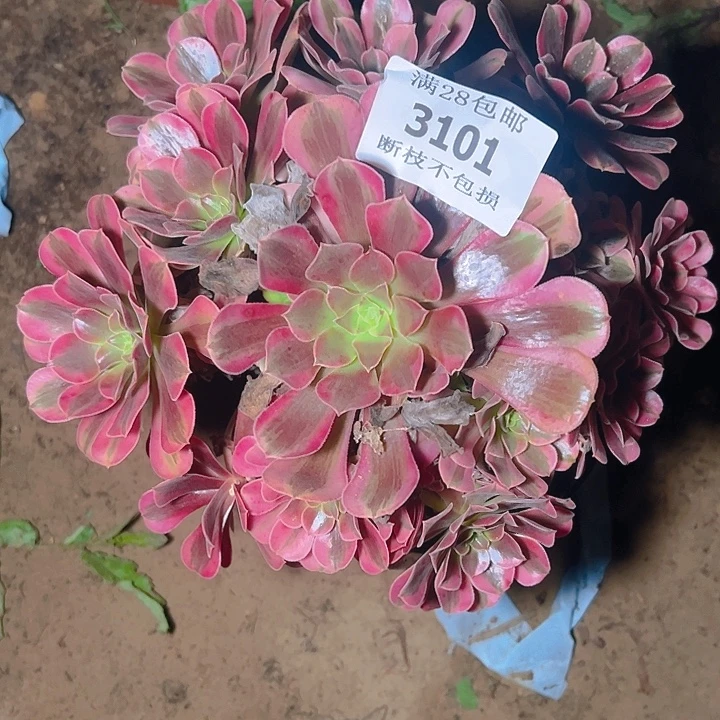 3101美杜莎多肉植物
