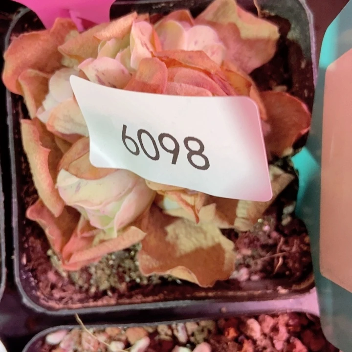 6098山地玫瑰手捧
