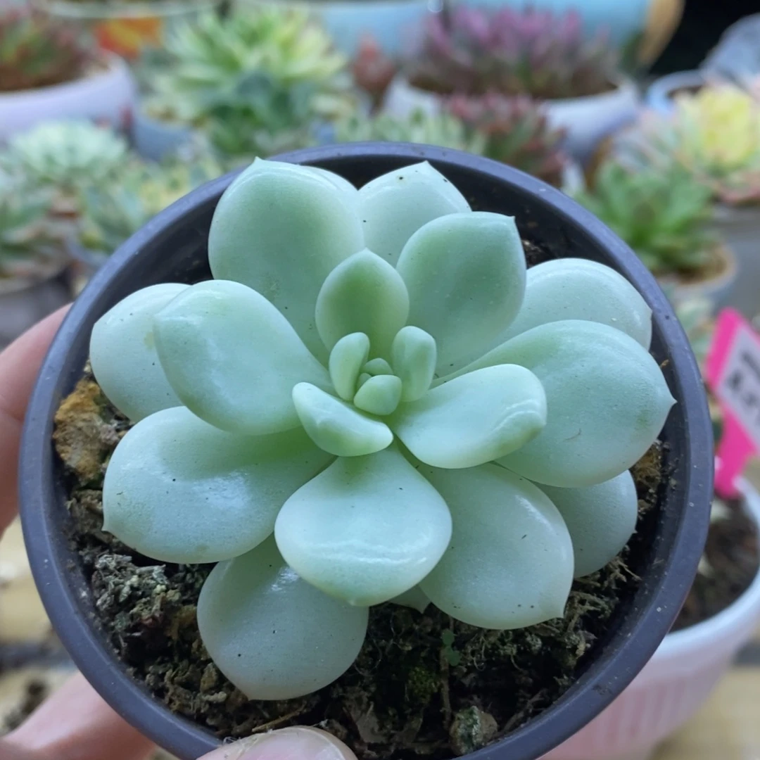193新香水锦锦锦锦