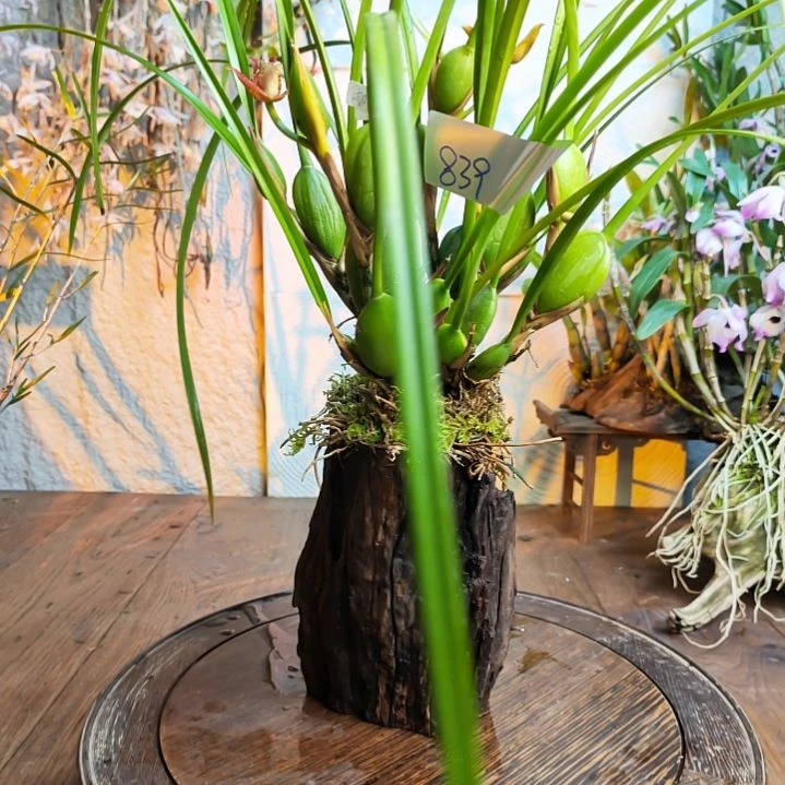 839牛奶咖啡兰花，花