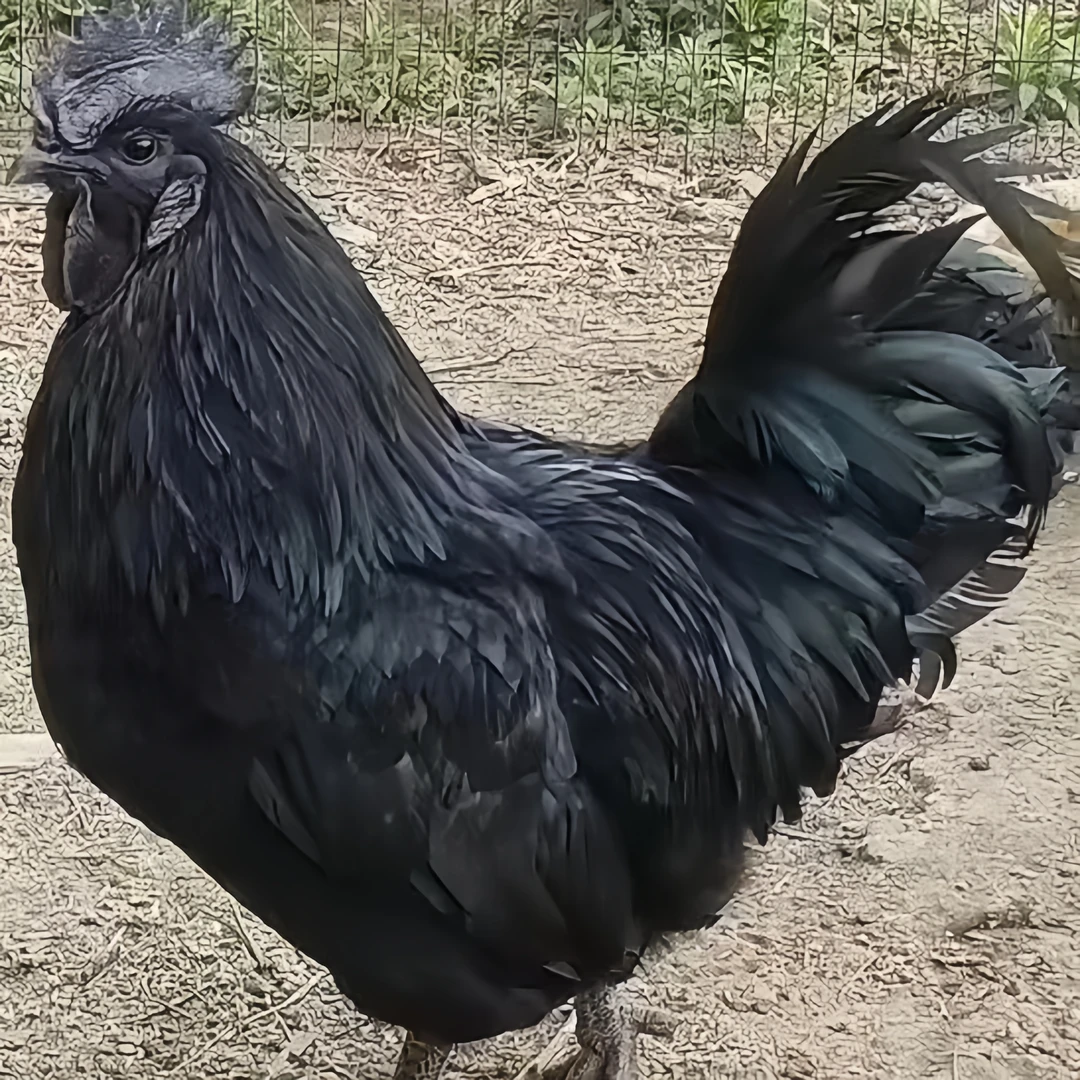 【3斤发出】黑鸡礼盒