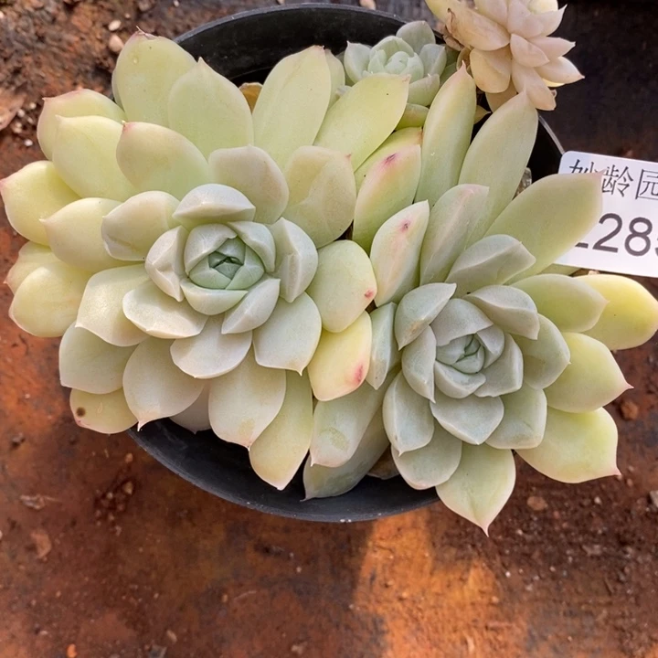 2285掉头不售后～12厘米