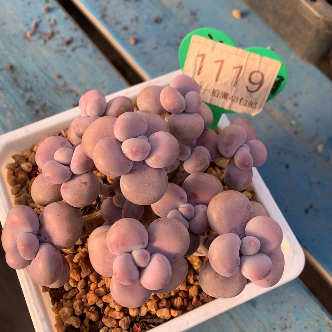 腰子蛋老桩无砍1119