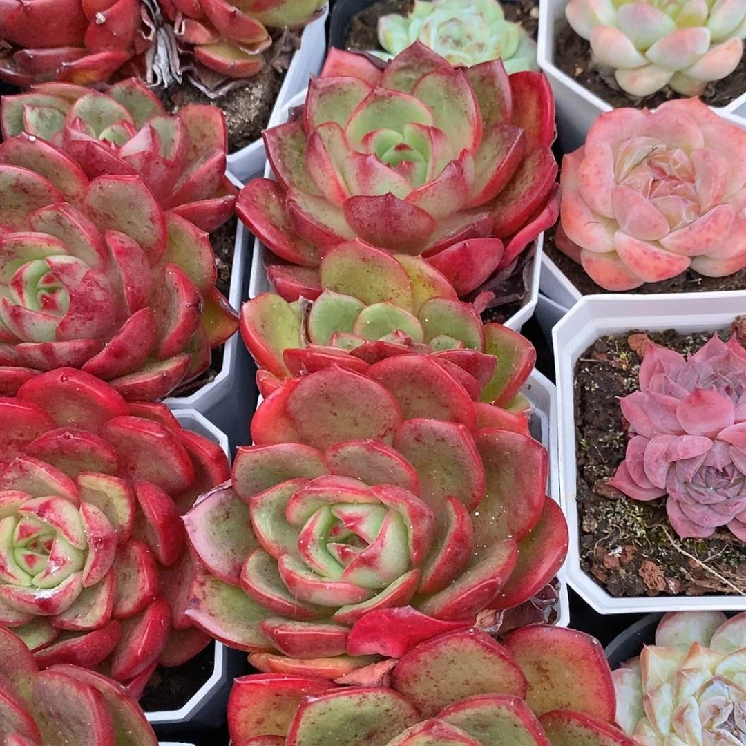 油桃，福利多多哦