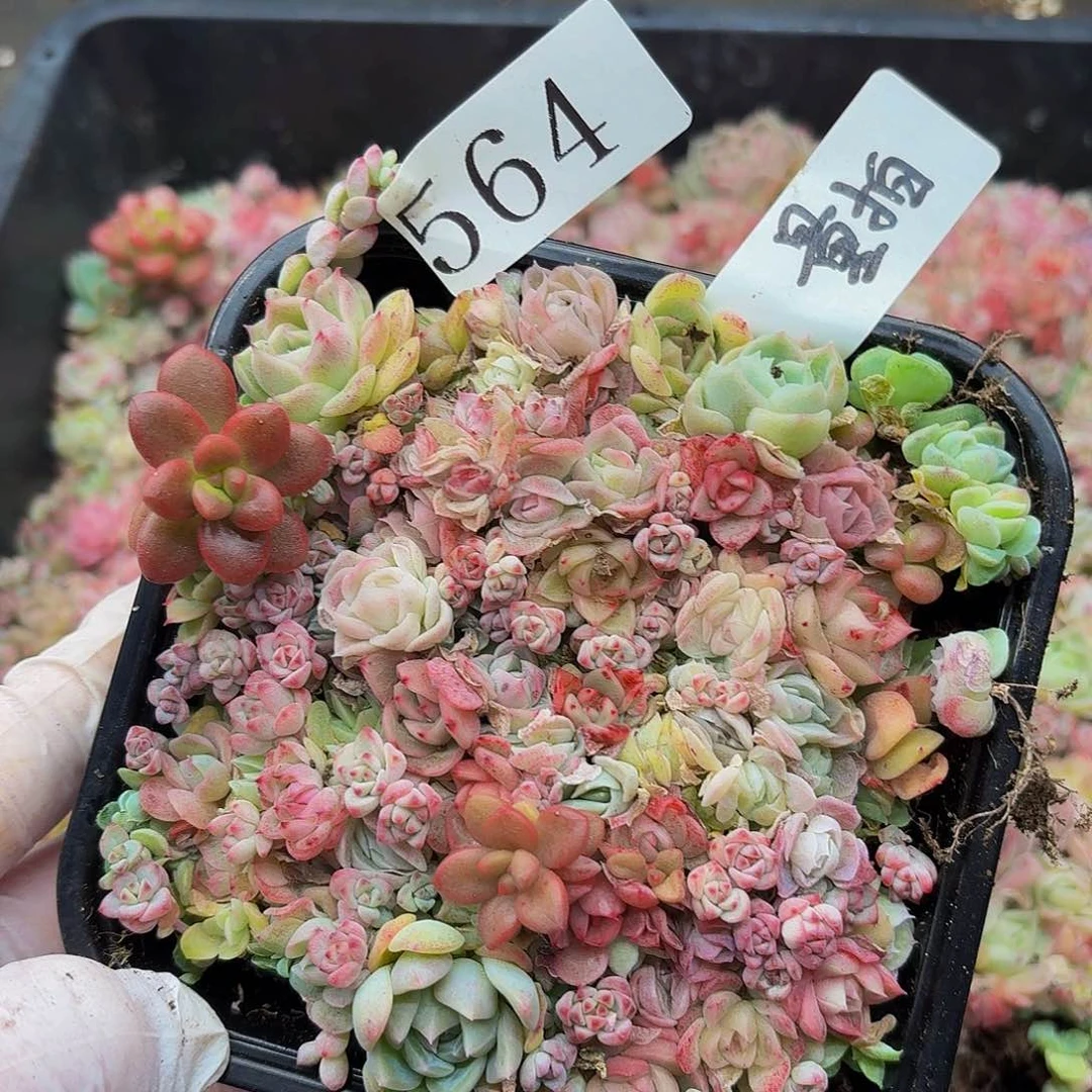 多肉植物多肉植物564量拍