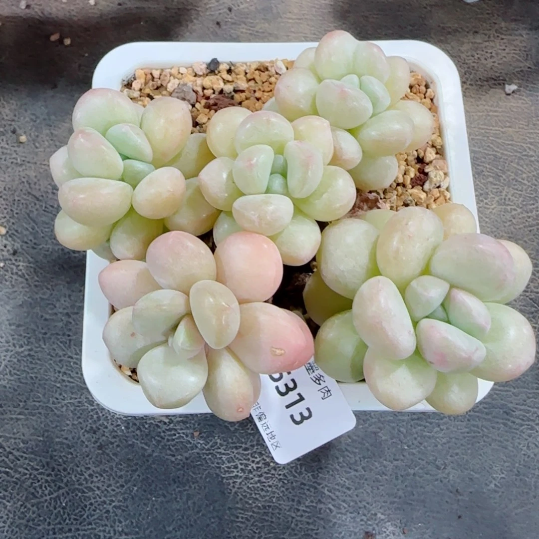 泡泡糖无砍，5313多肉植物