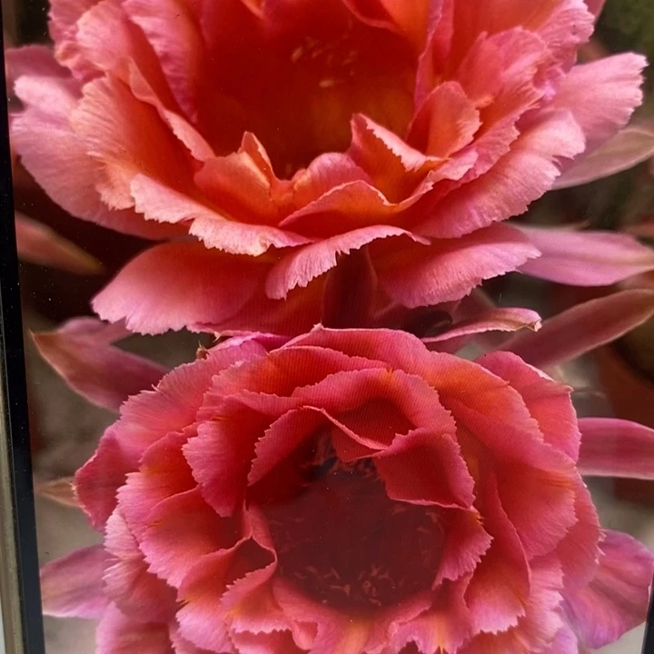 彩草31号6.5公分左右干皮