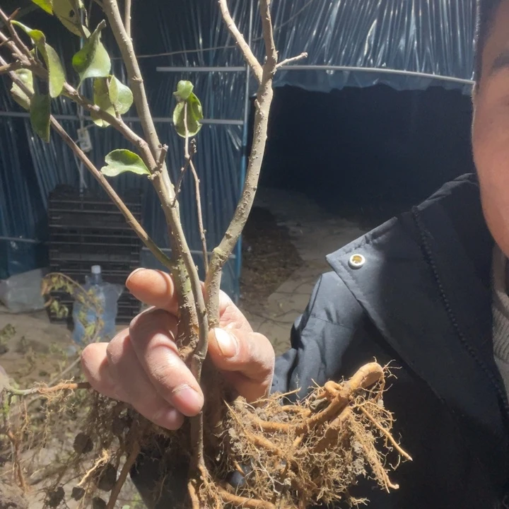 无花朵长寿宝海棠花一颗