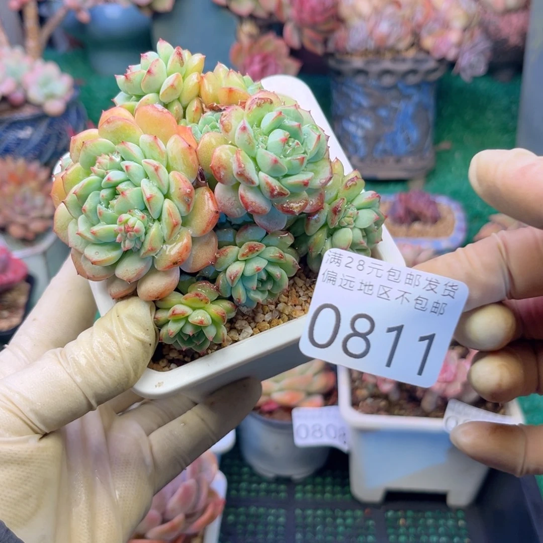 大0811，c b j x b x jc nc n n n