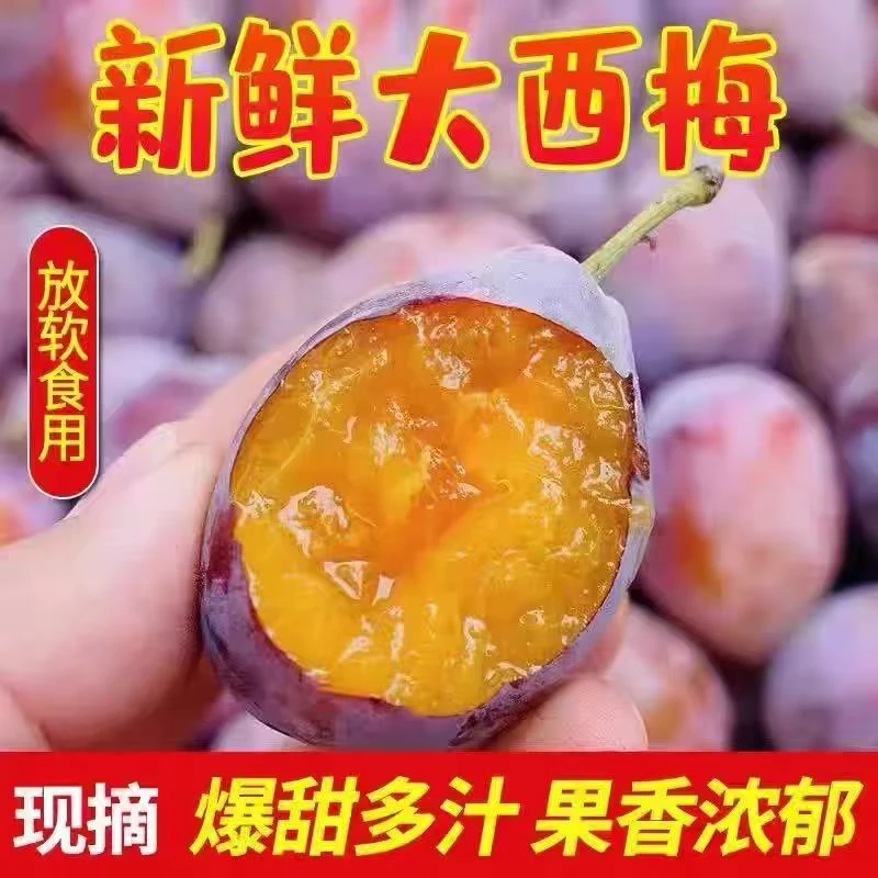【放软吃更甜】新鲜采摘头茬西梅鲜果酸甜可口ZXM