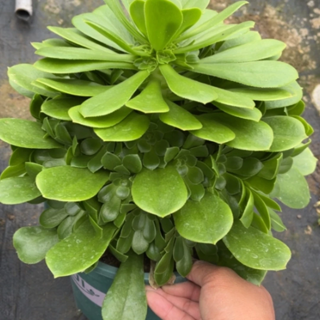 【闪购商品】76绿玫瑰多肉法师
