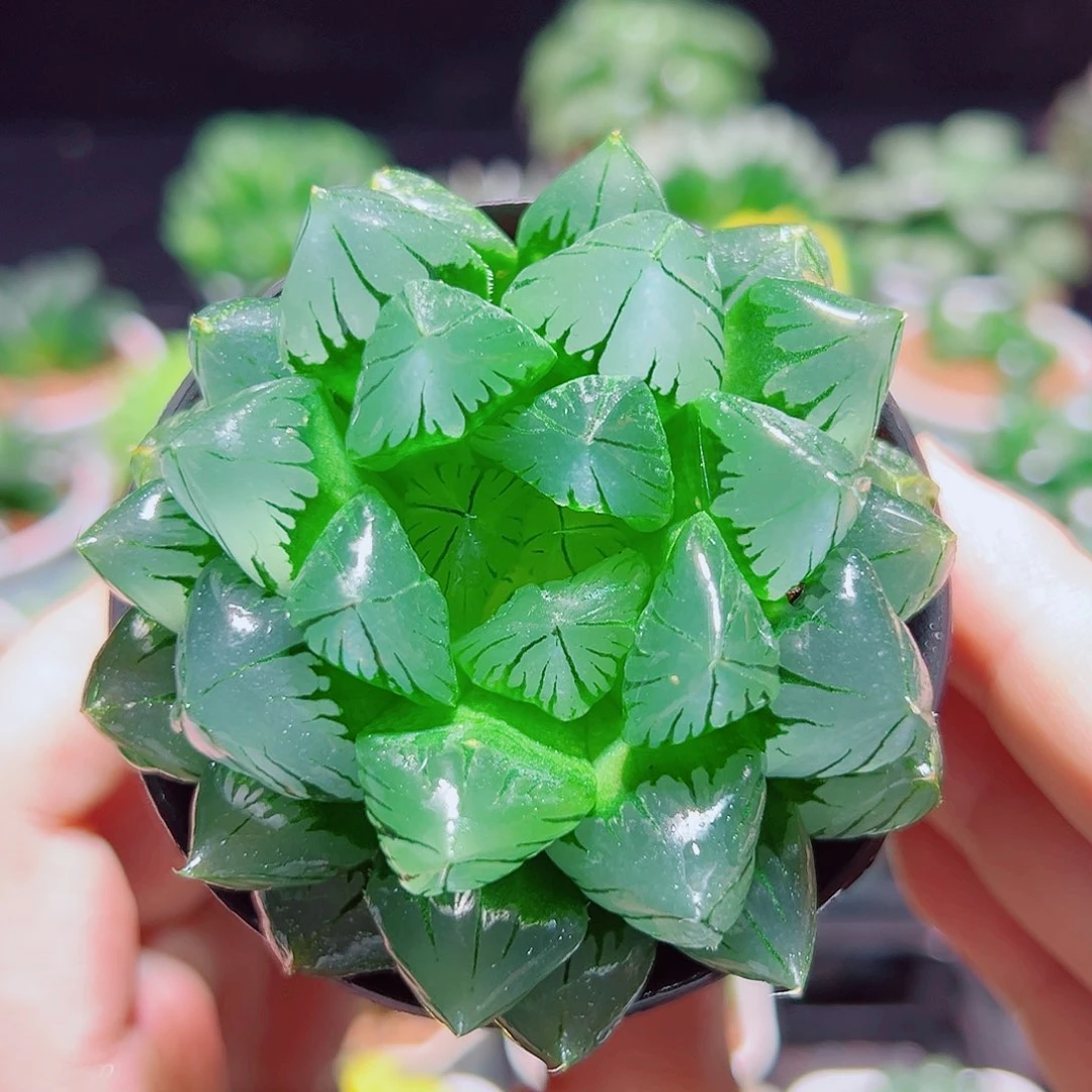 水晶玉露多肉多肉