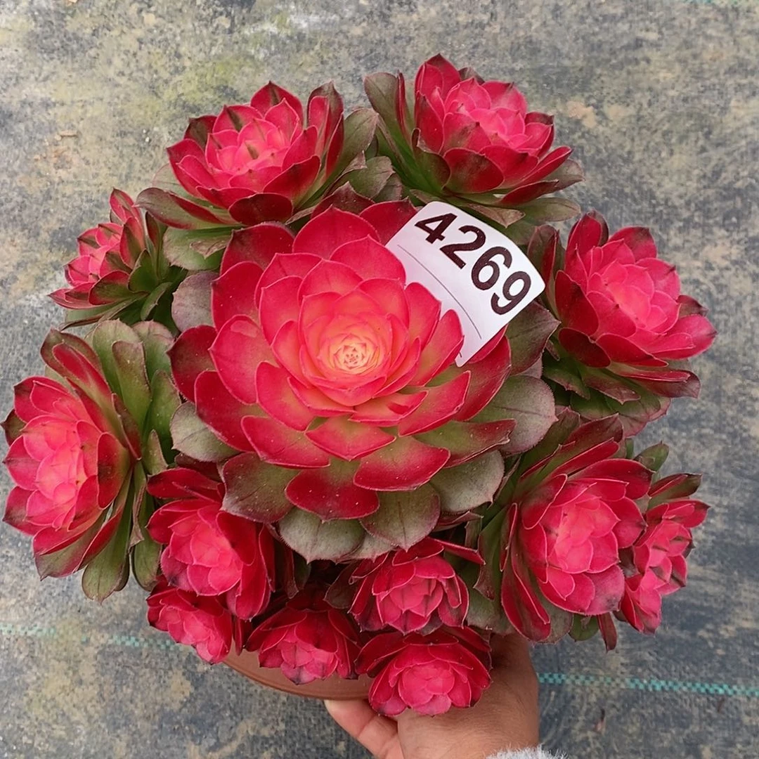 红陶4269荔枝冠22.3