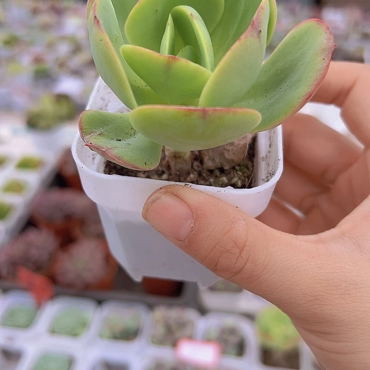 碧桃19包邮多肉植物