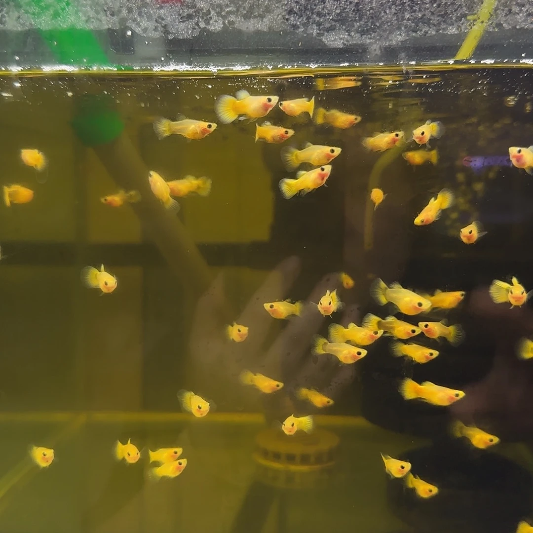 孔雀鱼A046黄金玻璃猫苗10条随机