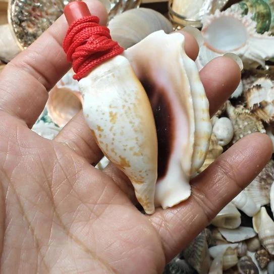 石材吹响号角海螺